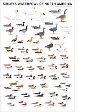 Sibley S Waterfowl Of North America Poster