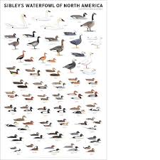 sibley s waterfowl of north america poster