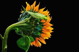 Bunga matahari dalam bahasa latin (helianthus annuus l) merupakan salah satu jenis bunga yang tumbuh mekar dalam satu tahun sekali (musiman). Keindahan Bunga Matahari