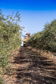 Visiting California Olive Ranch Fake Food Free California Olive California Olive Ranch Visit California