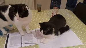 Cats in the bible book. Why Are There No Cats In The Bible Newman Research Centre For The Bible And Its Reception