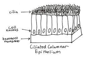 Epithelial tissues make up most organs in the body and perform various functions like protection, excretion, secretion etc. Ciliated Columnar Epithelium