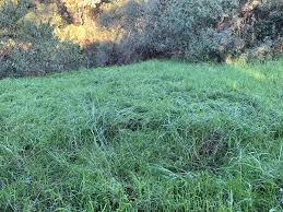 Image result for Cenchrus clandestinus