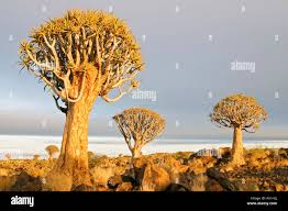 Image result for Cyphostemma hermannioides