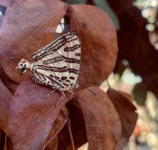 Image result for Erythrocephalum decipiens