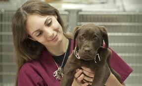 Earn ce hours with the latest veterinary ce offerings from clinician's brief, as well as free ce courses sponsored by our partners. Ce Requirements Cvma California Veterinary Medical Associationcvma California Veterinary Medical Association