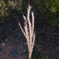 Image result for Ischaemum