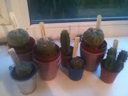 It has a distinctively small, green, and in many countries, you can buy peyote seeds and living buttons to grow at home. Help Buying Peyote As A Gift Total Begginer The Ethnobotanical Garden Shroomery Message Board