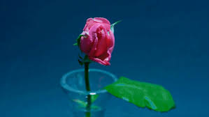 Free animated flowers to use on your website. Top 30 Blooming Flowers Gifs Find The Best Gif On Gfycat