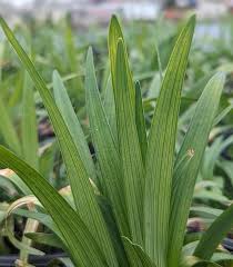 Image result for Lily Turf