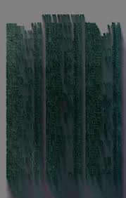 Image result for Peddiea rapaneoides