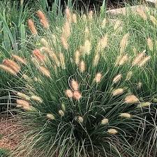 We did not find results for: Dwarf Fountain Grass Naturehills Com