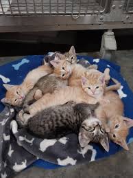 A rare photo of a pile of kittens being so good. ☺️