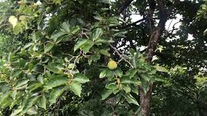Buy full, healthy fruit trees online at willis orchards! Georgia Persimmon Oriental Persimmon Kaki Stock Footage Video 100 Royalty Free 1019384116 Shutterstock