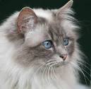 5 Things You Didn’t Know About The Birman Cat Breed