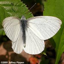 Image result for Vepris whitei