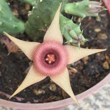 Image result for Huernia procumbens
