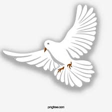 كارتون لطيف حمامة التوضيح رائعة حمامة أبيض flying png وملف psd للتحميل مجانا illustration cartoon flying pigeon