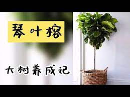 琴叶榕大树养成记 一株变多株 caring for a fiddle leaf fig tree youtube planter pots plants lettering