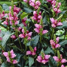 Image result for Tinnea coerulea