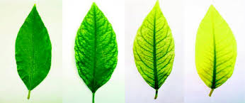 Citrus and other trees have difficulty with proper nutrient uptake in wet soils. Lime Induced Iron Chlorosis In Citrus Diagnosis Through Physiological And Metabolic Evidences Springerlink