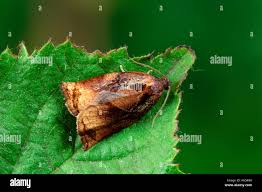 Image result for Archips rosanus