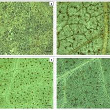 Image result for Rhynchosia resinosa