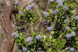 Which roses grow best in northern california? 32 Native Plants For California Flowers Succulents Shrubs And Trees Lawnstarter