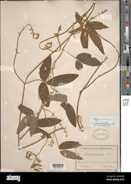 Image result for Teramnus uncinatus