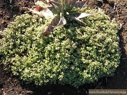 Image result for Crassula expansa