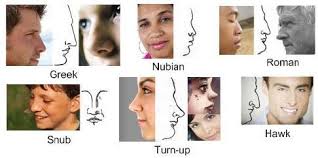 Image Result For Noses Types Goodman Advanced Makeup