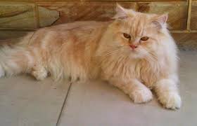 Dijual 3 ekor anak kucing persia dan 1 ekor indukan betina persia di pekanbaru 1. Harga Pasar Kucing Persia Price List Daftar Harga Terbaru 2020