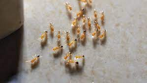 Boiling water will quickly eradicate ants in the short term. What Are The Main Ant Species In Houston Texas