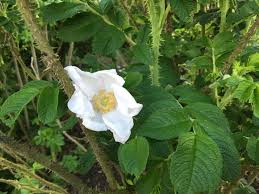 The species was named for benjamin schenck, a medical student w. Stay Jab Free To Ward Off Infection When Handling Roses The San Diego Union Tribune