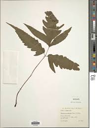 Image result for Tectaria fernandensis