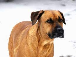 What Is A Black Mouth Cur Personality Price Train Health