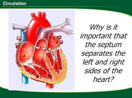Circulation The Body S Transport System The Circulatory System A K A Body Transport System Ppt Download