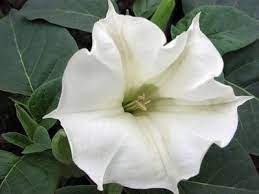 We did not find results for: List Of Night Blooming Flowers Ehow Night Blooming Flowers Moon Flower Moon Plant