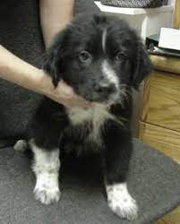 Perfect Puppy For Me Great Pyrenees And Border Collie Mix Collie Puppies Smartest Dogs Great Pyrenees