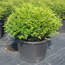 Image result for Buxus nyasica