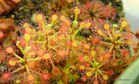 Image result for Drosera dielsiana