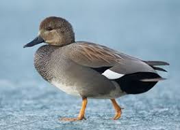 Black And White Duck Species In A World Where Male Ducks Sport Gleaming Patches Of Green Red Or Blue The Gadwall S Understated Elegance Can Make This C Duck Species Birds Bird Life List