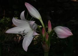 Image result for Crinum rautanenianum