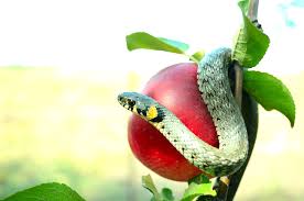 Image result for images devil serpent eden