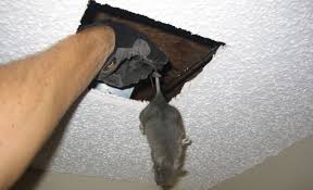Baking soda is a very good deodorant for eliminating odor, use it to get rid of that unwanted smell in your house as a result of dead animal that its location cannot be traced. Dead Animal Removal Melbourne Pest Control Melbourne