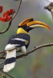 Tropical Black Bird With Large Beak Pin On Birds