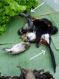 Popularitas burung ini terlihat dari berbagai penyelenggaraan kontes burung peliharaan. Burung Murai Batu Medan Ada Enggak Sih Om Kicau