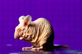 George Steinmetz Aerial Photography Mouse House Unusual Animals Weird Animals Animals