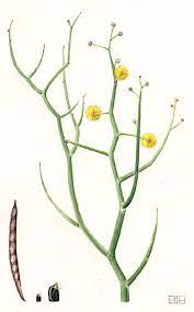 Acacia Aphylla Leafless Wattle Australian Wildflowers Wildflower Paintings Fauna Illustration