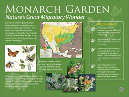Monarch Kiosk Final Jpg 1 730 1 301 Pixels Pollination Milkweed Plant Monarch